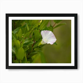 Beautiful White Wildflower Art Print