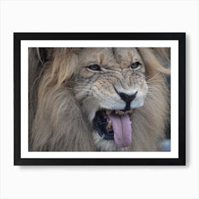 Lion Roaring Art Print