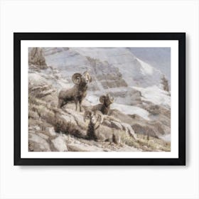 Rams In The Mountains Art Print