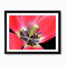 Red Tulip Macro Photography Art Print