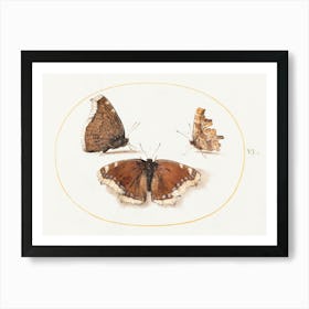 Two Views Of A Mourning Cloak (Camberwell Beauty) Butterfly With A Comma Butterfly (1575–1580), Joris Hoefnagel Art Print