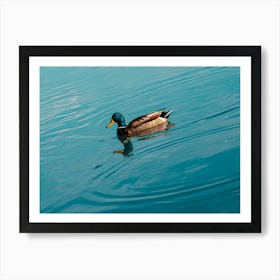 Duck. Collection. No. 1. In Blue Water. Horizontal. 1 Art Print