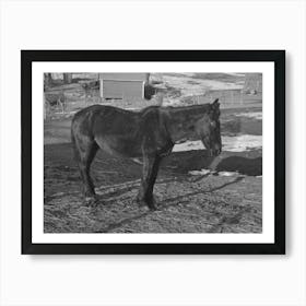 Blind And Thin Horse On Glen Cook S Farm Near Smithland, Iowa By Russell Lee Art Print