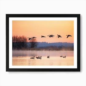 Canadian Geese In V Formation Soaring Above A Duck Pond Reflections In Water Contrast Of Flapping (1) Art Print