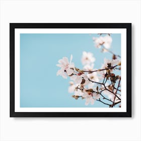 White Blossoms Art Print
