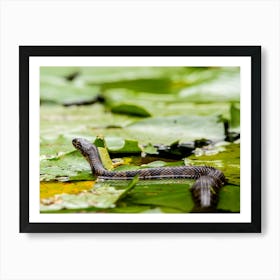 Water Snake On Lily Pads Art Print