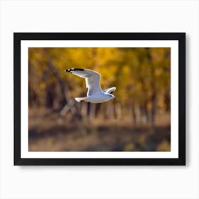 Ring Billed Gull In Autumn Art Print