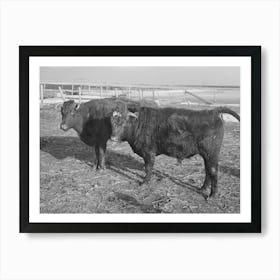 Untitled Photo, Possibly Related To Part Of Shorthorn Cattle Herd Belonging To G H West Near Estherville, Iowa By Art Print