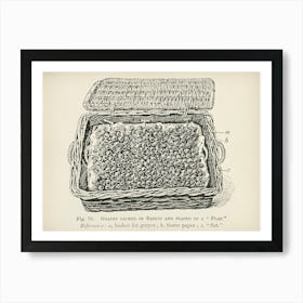 Vintage Illustration Of Grapes In A Flat Basket, John Wright Art Print