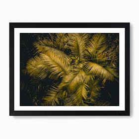 Palm Leaves Ii Art Print