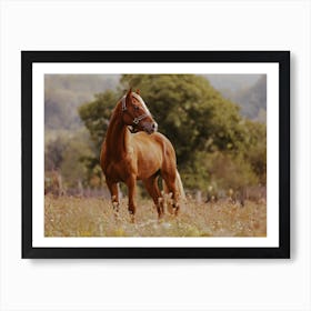 Horse In Meadow Art Print
