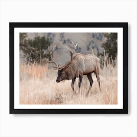 Elk In Mountain Meadow Art Print