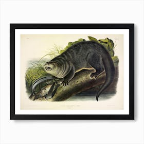 Canada Otter 1, John James Audubon Art Print