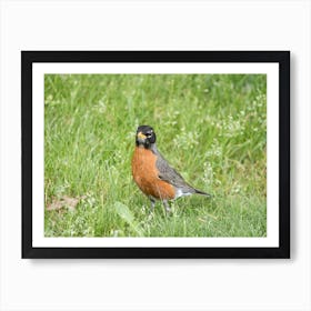 American Robin 2 Art Print