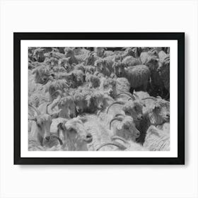 Goats On Ranch Of Rehabilitation Borrower In Kimble County, Texas By Russell Lee Art Print