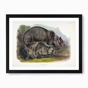 Grizzly Bear, John James Audubon Art Print
