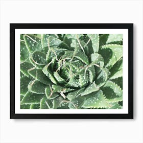 Botanical green succulent - summer pattern - nature and travel photography by Christa Stroo Photography Art Print