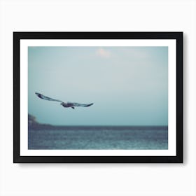 Seagull Flying Art Print