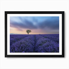 Valensole Sunset Art Print