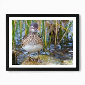 Wood Duck 20230108953pub Art Print