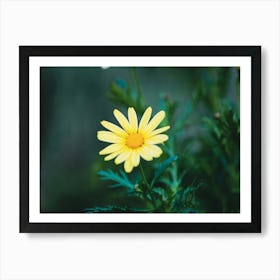 Yellow Daisy Flower Art Print
