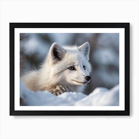 Arctic Fox 6 Art Print