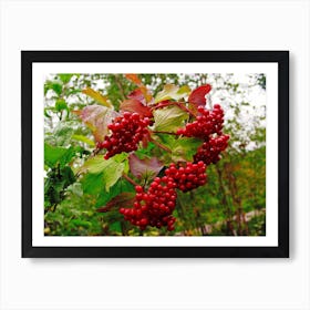 Red Berries On A Tree Art Print