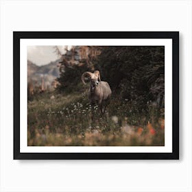 Bighorn Sheep In Wildflowers Art Print