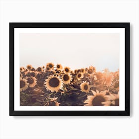 Sunflowers Art Print