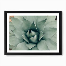 Desert Bloom Art Print