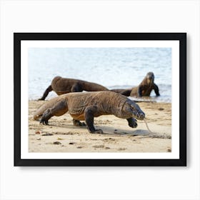 Several Komodo dragons on the beach Art Print