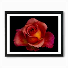 Red Rose 1 Art Print