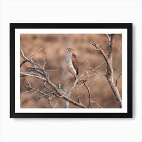 Small Hawk In Tree Art Print