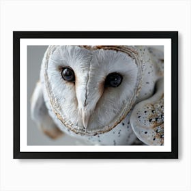 Barn Owl 16 Art Print