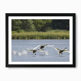 Cygnets Gliding Across A Serene Lake In A Tranquil Setting Feathers Capturing The Essence Of Purity Art Print