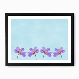 Purple Cosmos Flowers Art Print