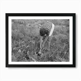 Spanish American Fsa (Farm Security Administration) Client Pulling Onion From Her Garden, Taos County, New Mexico Art Print