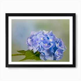 Blue Hydrangeas Art Print