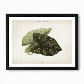 Vintage Houtte 1 Caladium Neumannii Art Print