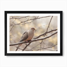 Mourning Dove In Tree Art Print