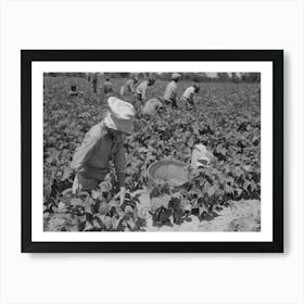 White Agricultural Day Laborer Picking String Beans In Field Near Muskogee, Oklahoma By Russell Lee Art Print