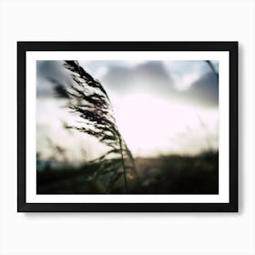 Reeds on the Beach 4 Art Print