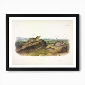 American Souslik, John James Audubon Art Print