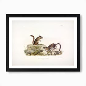 Ground Squirrel, John James Audubon Art Print