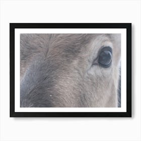 Eye to eye, the look of a reindeer Art Print