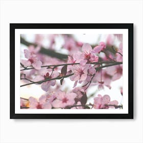 Cherry Blossoms. Sakura Art Print