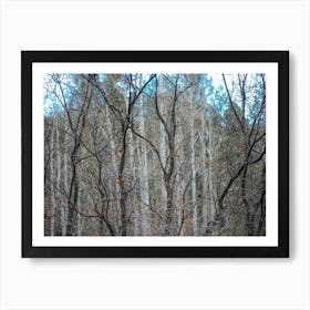 Bare Trees In The Forest Art Print