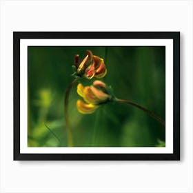 small red and yellow flowers as close up Art Print