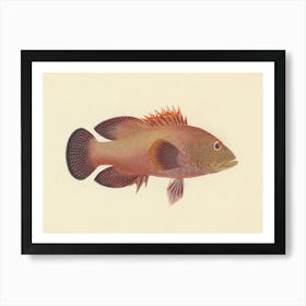 Unidentified Fish, Luigi Balugani 4 Art Print