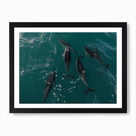Dolphin Pod In Clear Seas Art Print